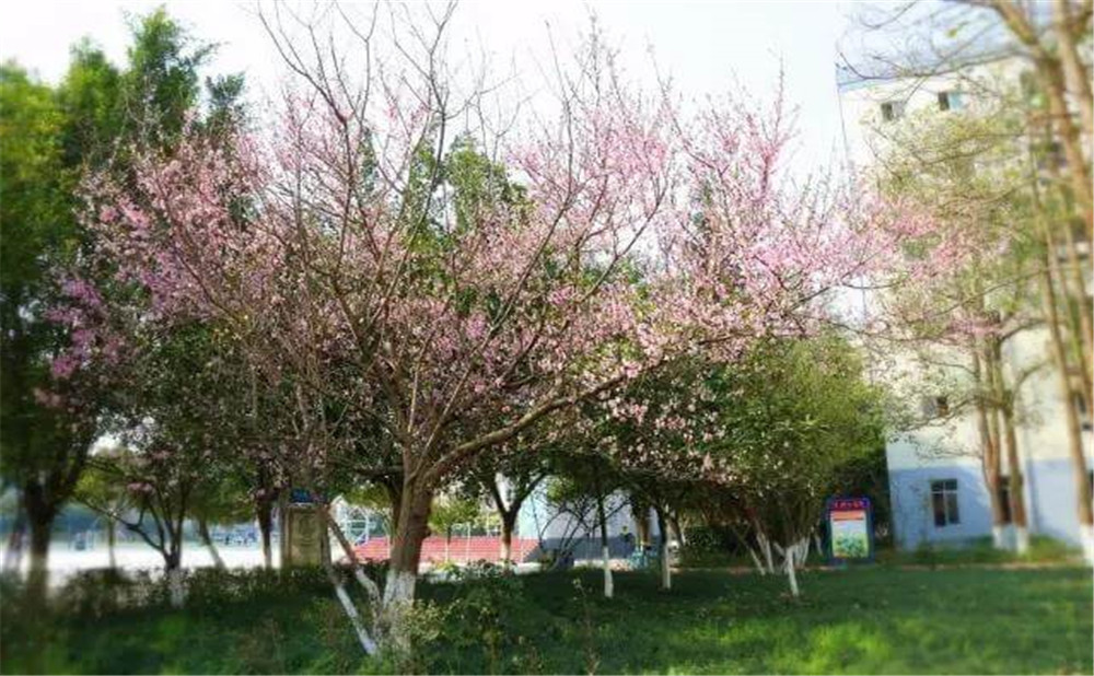 遂寧中學(xué)外國語實(shí)驗(yàn)學(xué)校2020年的錄取分?jǐn)?shù)公布了嗎？