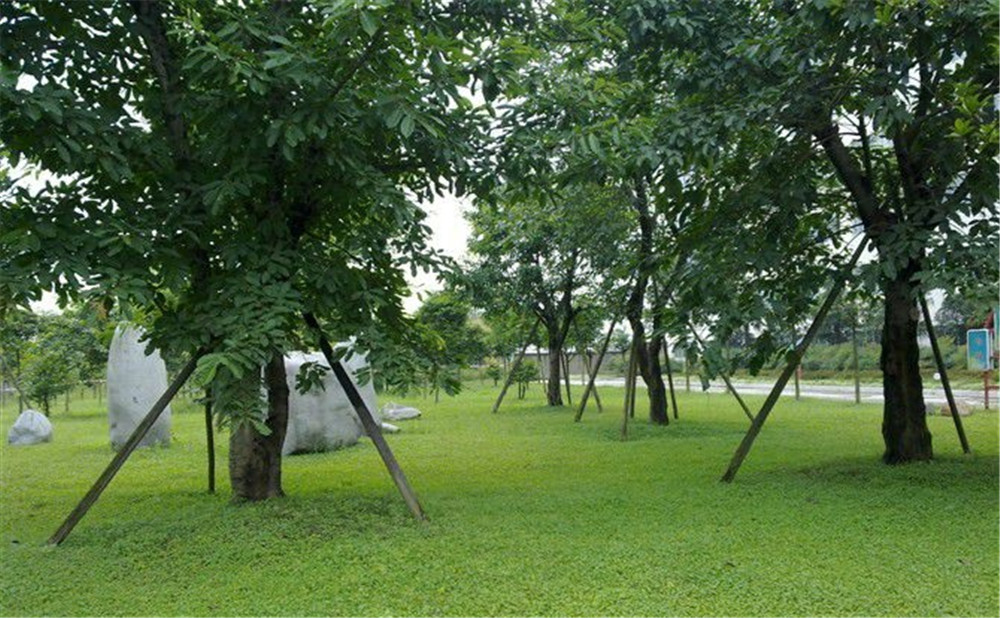 成都市三十八中學(xué)的高考升學(xué)率是多少？